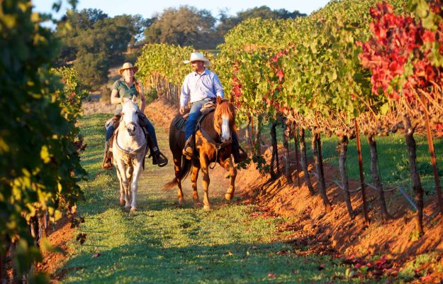Horse riding in Napa Valley's vineyards - Luxury Holidays